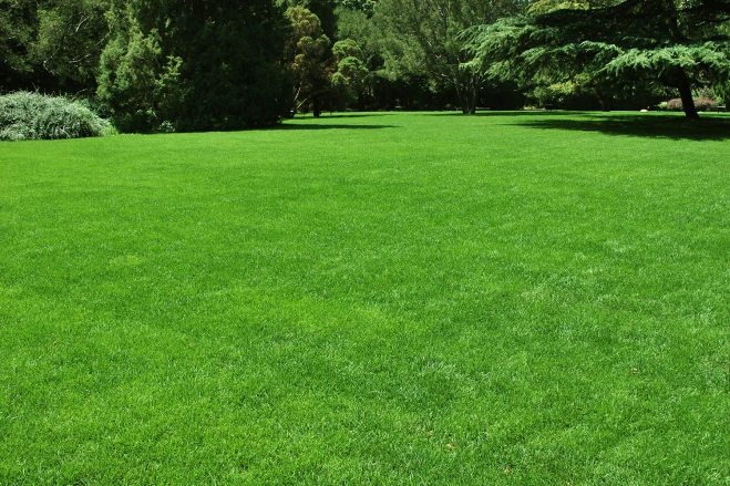 GO GREEN I’m a gardening pro – how to get a super green lawn using a cheap kitchen item
